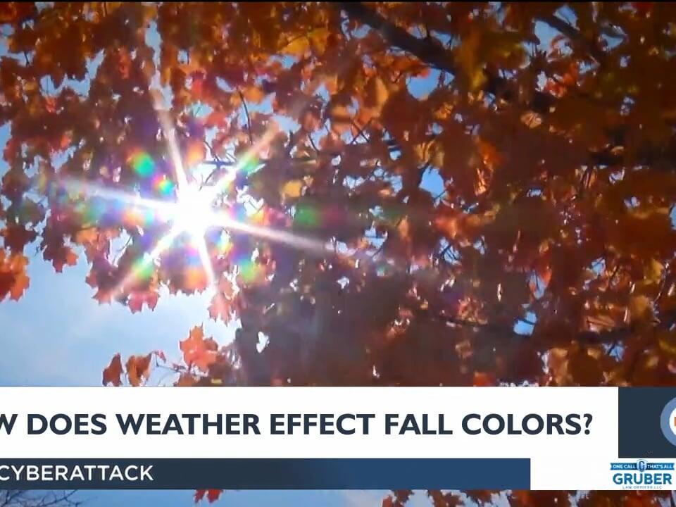 How does weather affect fall colors?