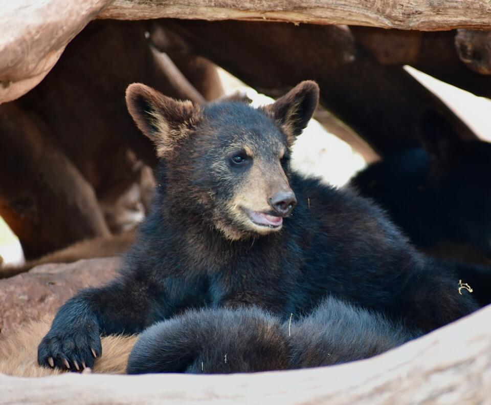 Rescued from Despair: The Inspiring Recovery of a Hairless Black Bear ...