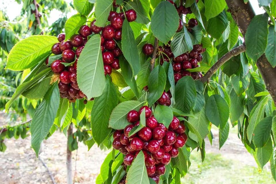 10 Farms and Orchards to Pick Your Own Cherries, Berries + More