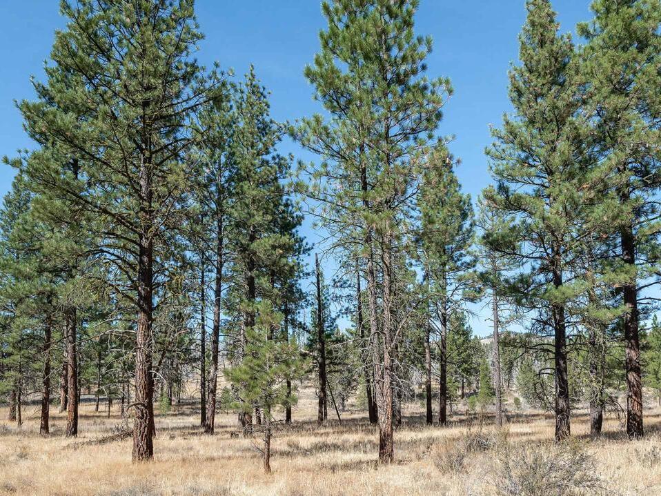 Ponderosa Pine vs. Bunya Pine Tree 7 Differences Between These