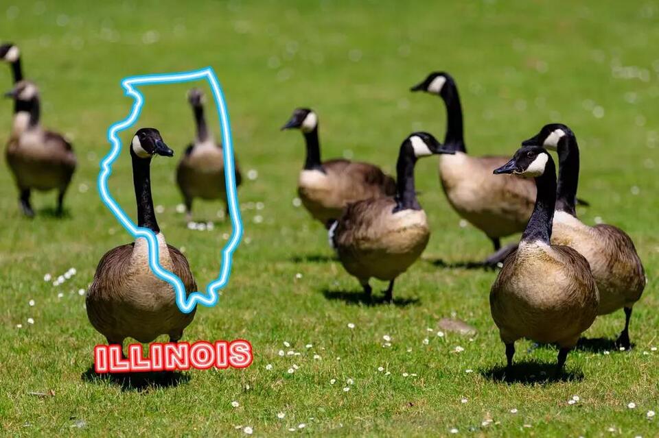 Know The Law: Can I Legally Feed Wild Geese In Illinois? - NewsBreak