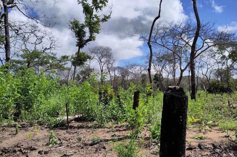 Interactive map shows deforestation drives up tropical temperatures by ...