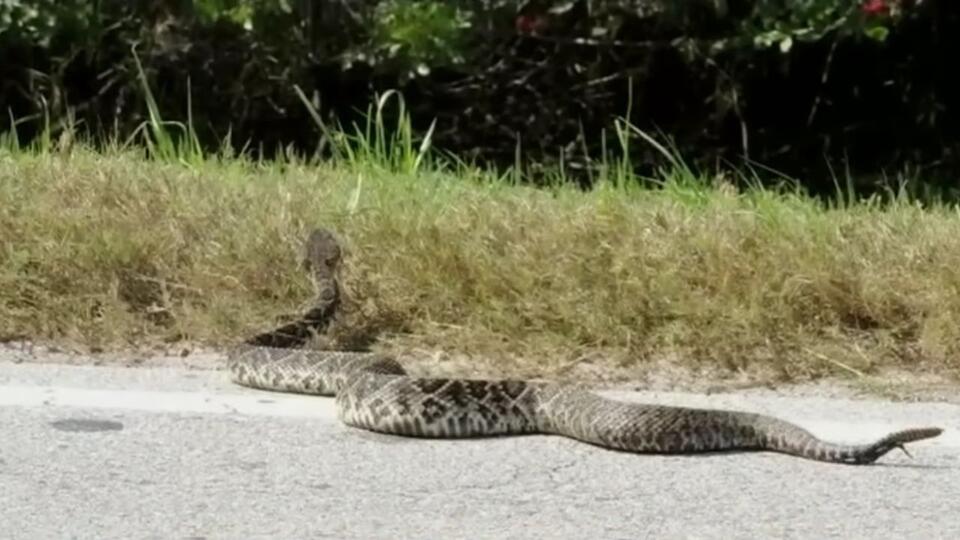 ‘The grass started moving’: Florida couple on a birdwatching trip comes ...