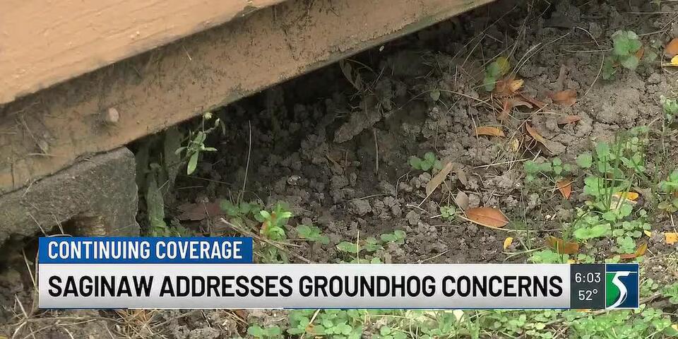 Saginaw shares guidance on addressing groundhogs - NewsBreak