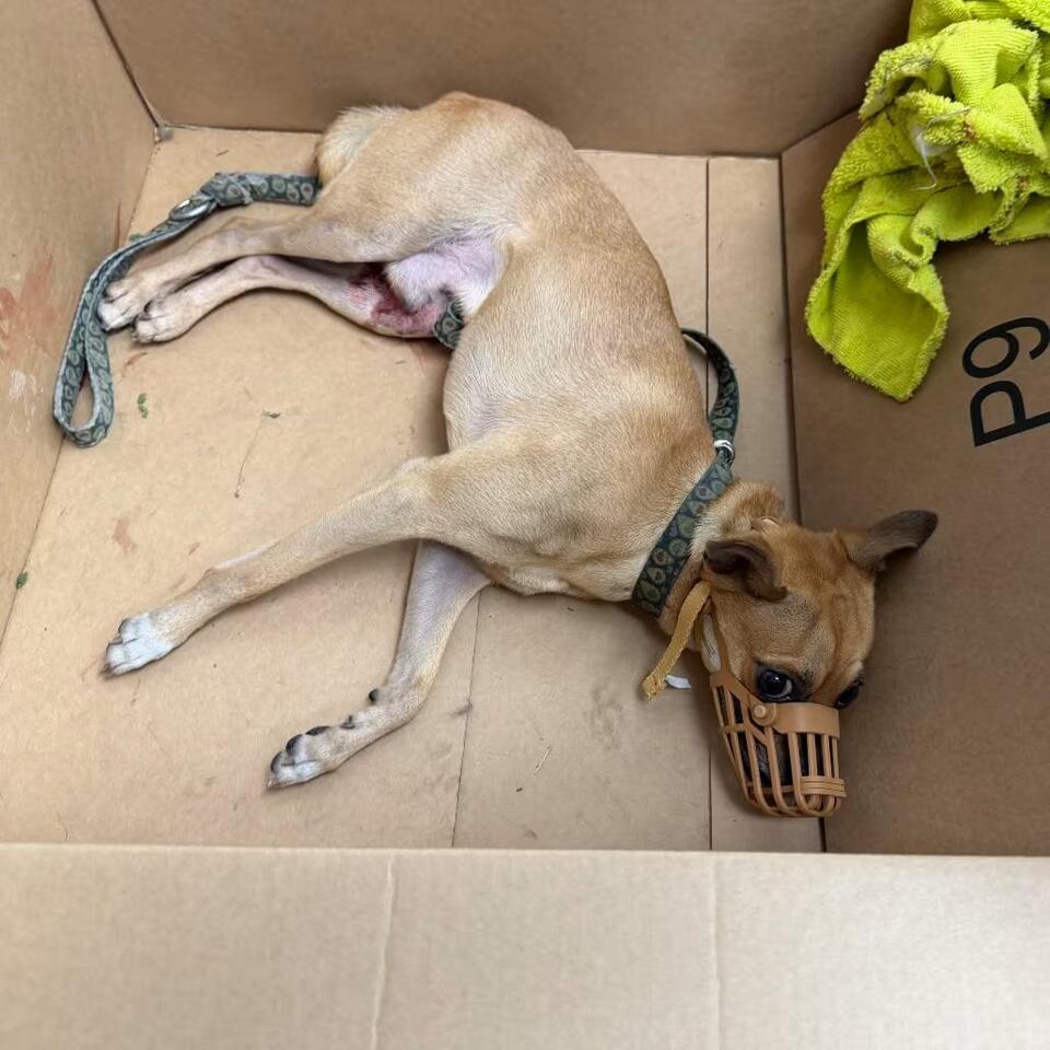 🐶 Playful, Gentle & Loyal Dogs Ready for Adoption in Houston - NewsBreak