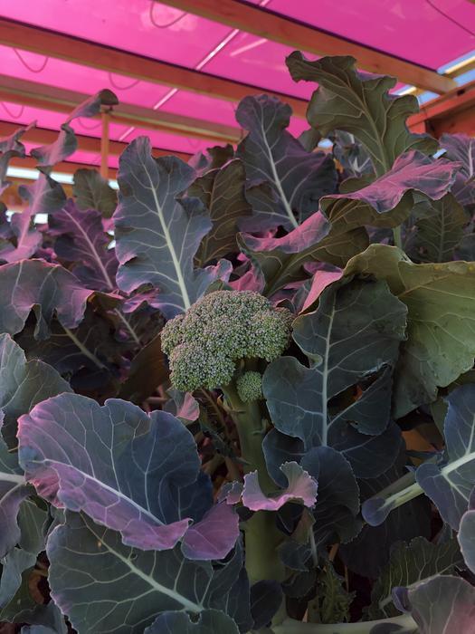 Broccoli grows well under magenta solar panels - NewsBreak