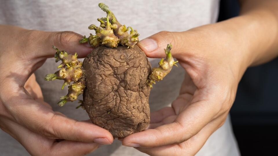 Keeping Potatoes in the Dark Isn’t Enough: What to Check Before Putting ...