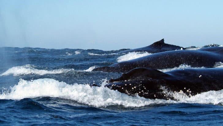 Animal Migrations Shift as Climate Patterns Change Globally