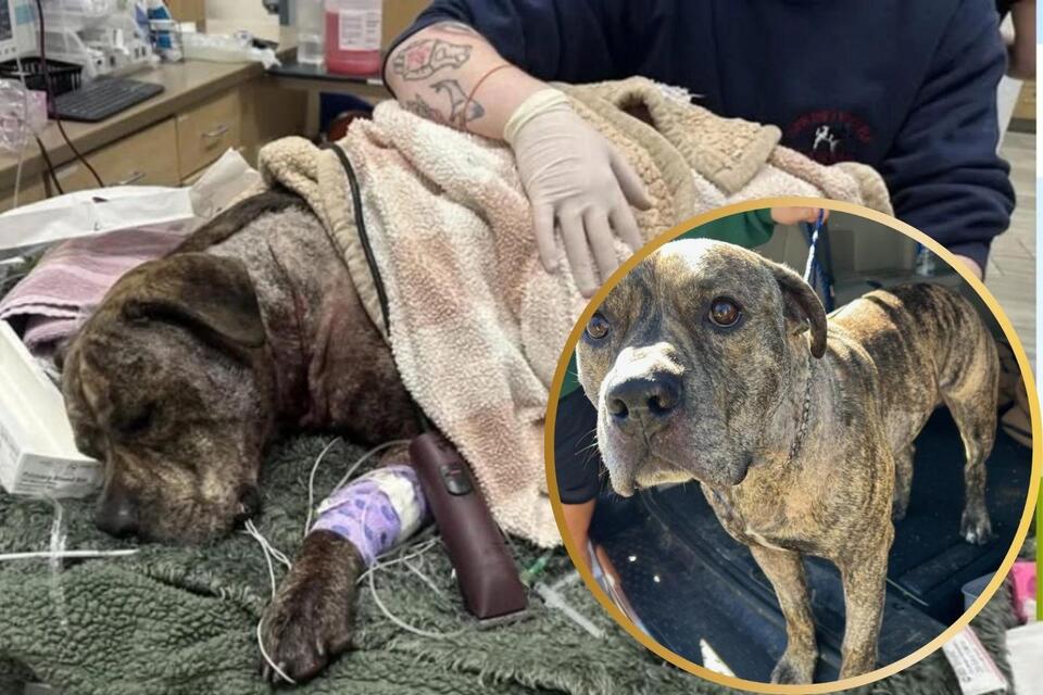 Chance the Dog Makes Remarkable Recovery After Stabbing in CNY - NewsBreak