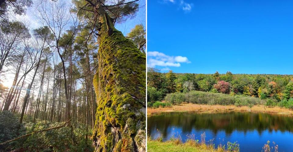 This Mountain Forest Near State College Hides Rugged Trails, Rocky Vistas, and Quiet Wilderness