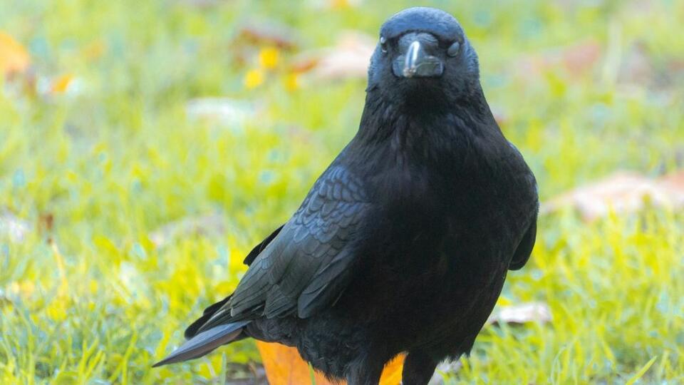 The Psychology Behind Why Crows Take Revenge - NewsBreak