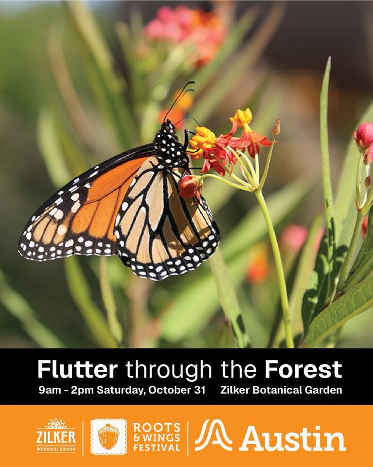 Halloween Flutter Through The Forest at Zilker - NewsBreak