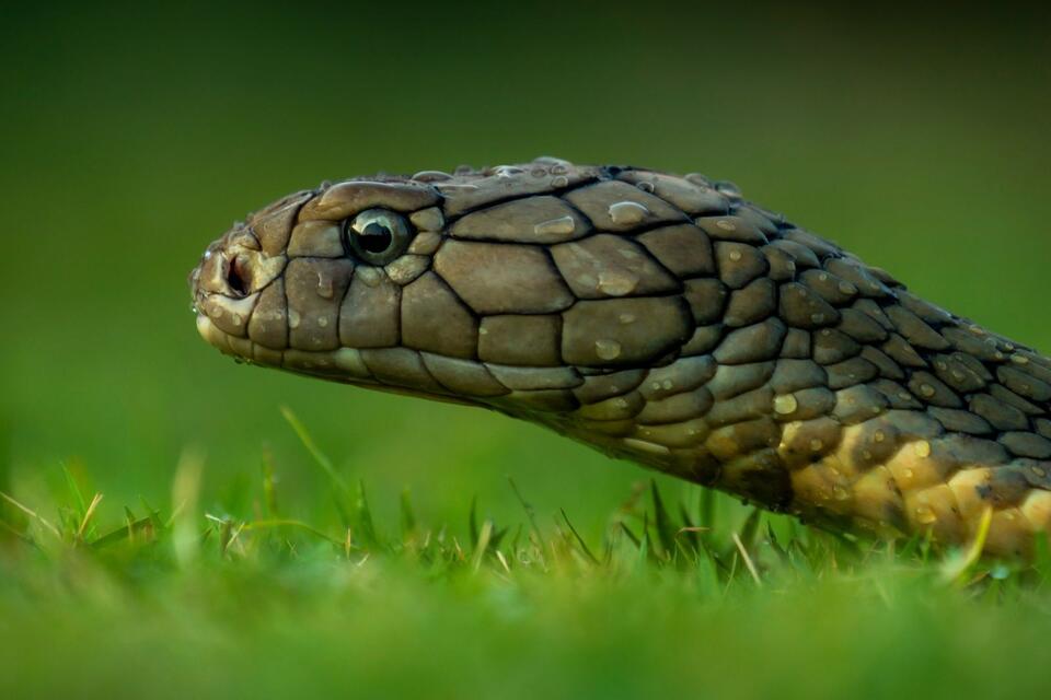 Timber Rattlesnake Den Caught on Video in Minnesota (WATCH) - NewsBreak