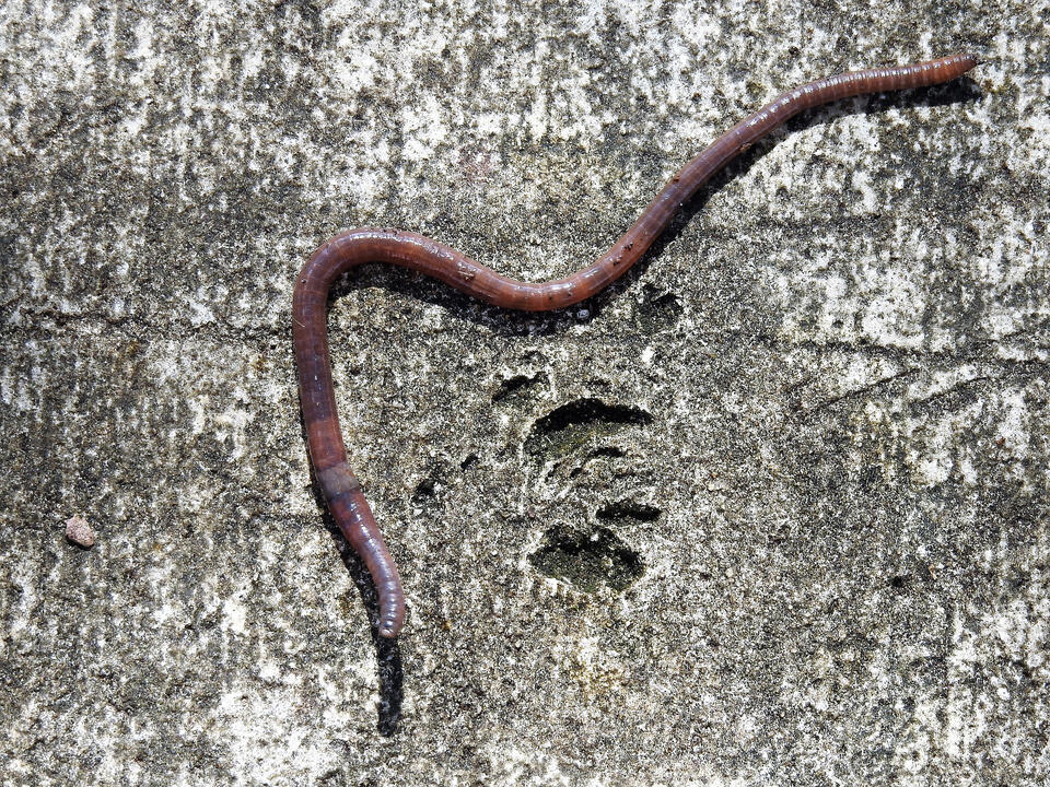 What's the real reason sidewalks are so full of worms after it rains