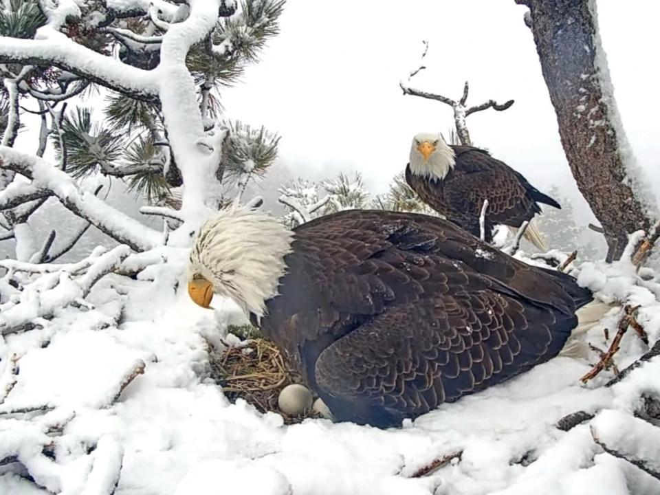 Why the eggs from Big Bear's internet-famous eagles may never hatch