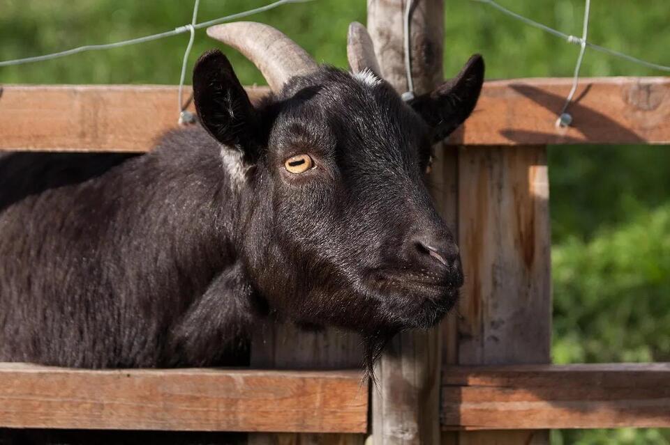 Idaho’s Scrapie Eradication Program: What Sheep and Goat Producers Need ...
