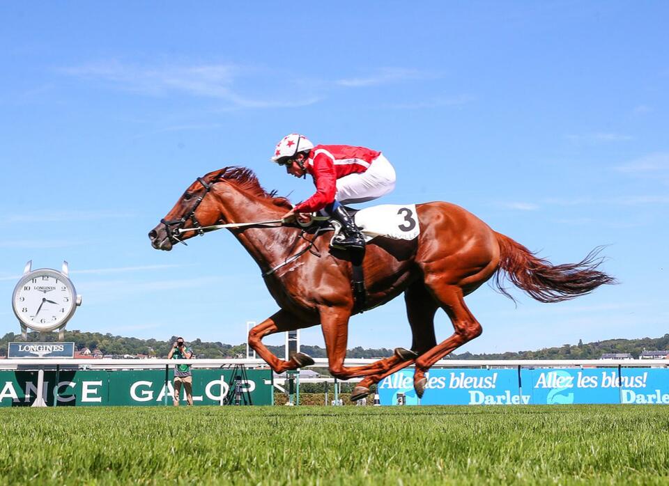 “High-Class Collection” Of Fillies And Mares Catalogued For Goffs ...