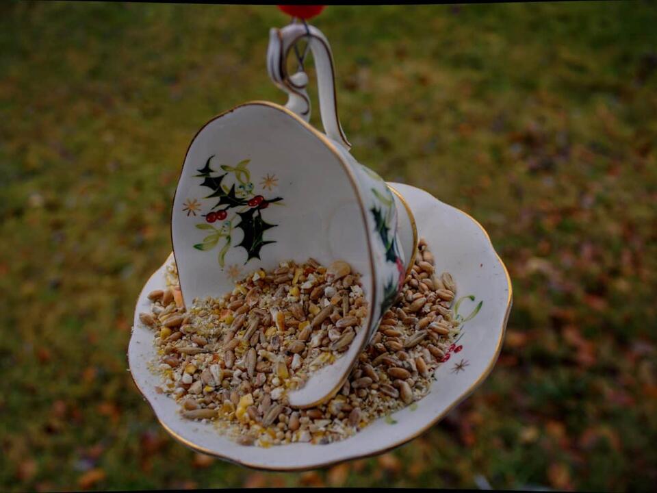 The Best Bird Seeds and Bird Food for Wild Birds