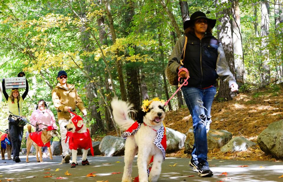 Costumes and tricks on display at Breakheart Reservation’s Annual Pet ...