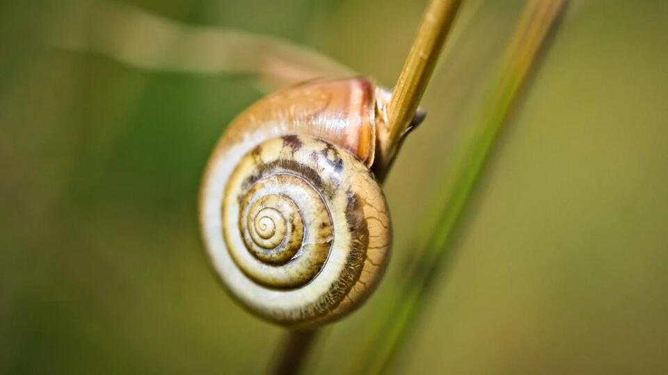 Snails Carry A Surprising Record Of Extreme Weather On Their Backs 