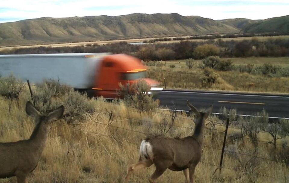 Deadly Mule Deer Collisions on U.S. Highway 30 Near Montpelier