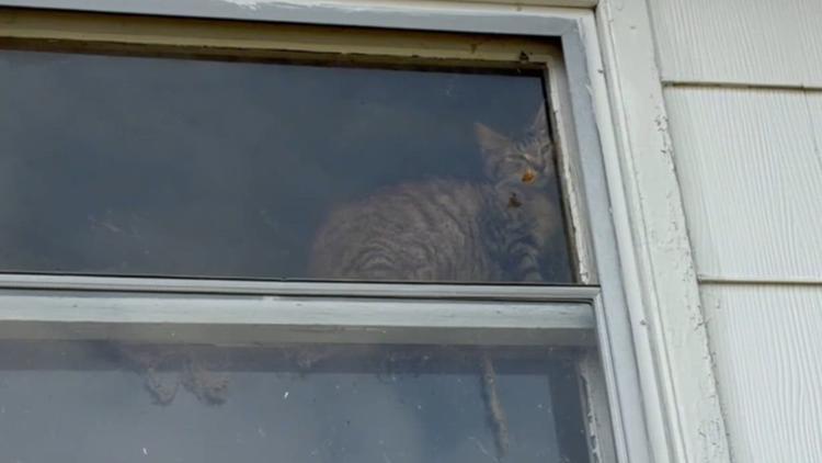 Organization leading Glen Rock cat rescue seeks justice for animals in 'hell house'