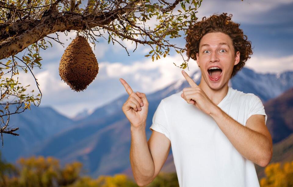 Utah's Beehive: A Symbol Of Community And Hard Work - NewsBreak
