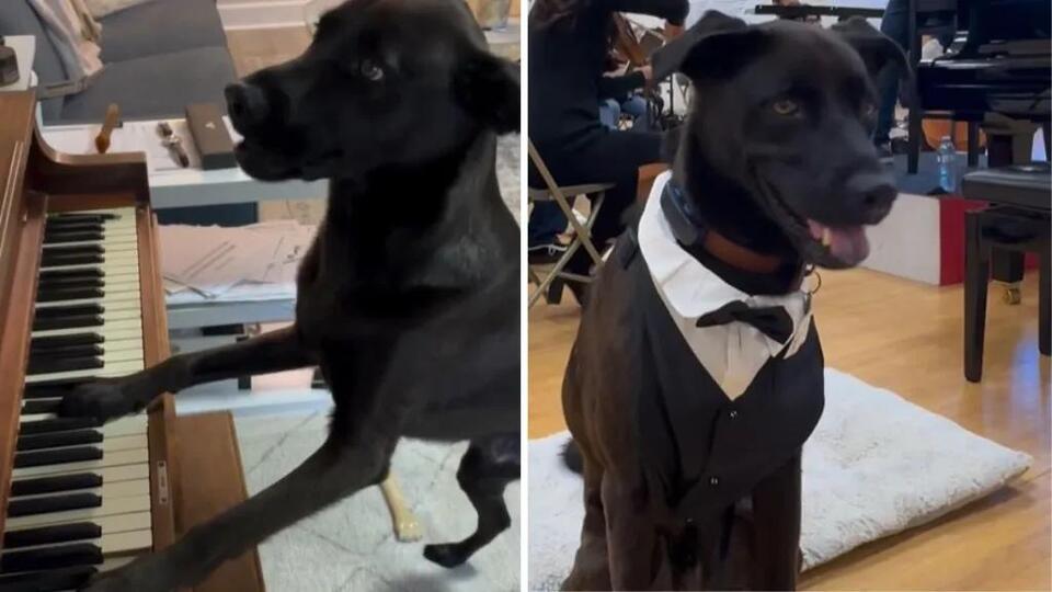 Dog Adorably “Demands” Live Music From Pianist Mom - NewsBreak