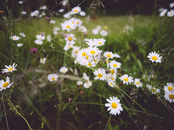 Okmulgee Daily Weather Forecast