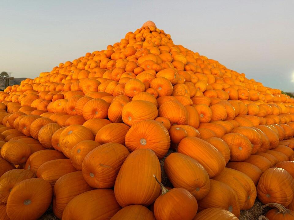 The Biggest Pumpkin Patch in Louisiana is a Must Visit This Fall ...
