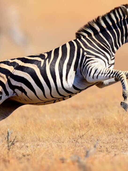 15 Animals and Wildlife that Start with Z
