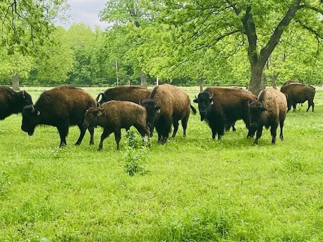 Owasso bison ranch fights to preserve a nearly extinct American icon ...