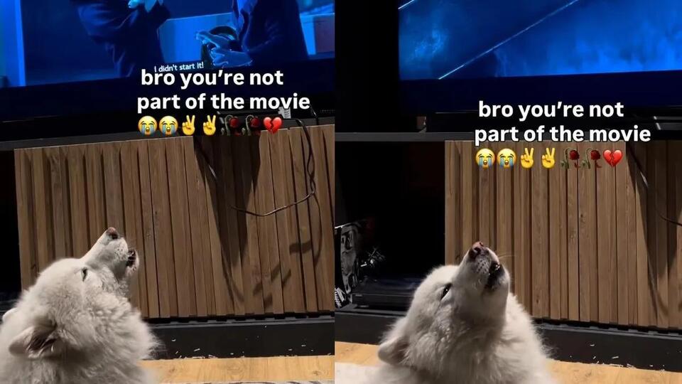Dog Watches Wolves Howling on TV & Cannot Help But Add His Voice to the ...