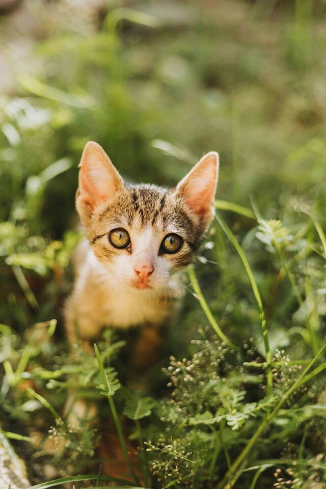 Why Cats Avoid Eye Contact When They’re Emotionally Overwhelmed - NewsBreak