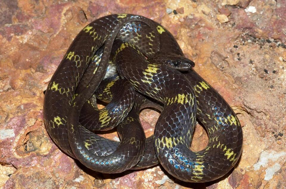 In India, rescuers find 2-headed wolf snake hatchling whose heads act ...