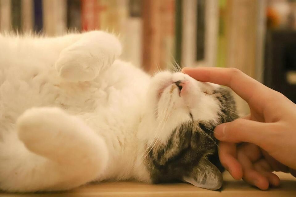 12 Subtle Behaviors That Reveal a Deeply Bonded Cat - NewsBreak