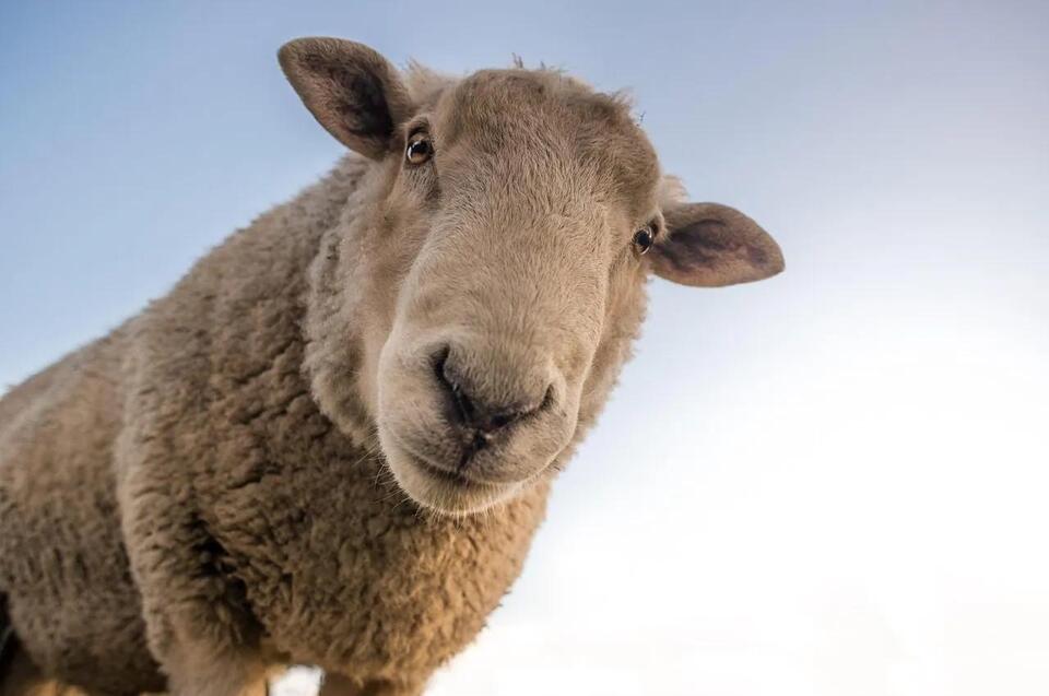 Livestock Biosecurity Requirements in Vermont: What Every Producer Needs to Know
