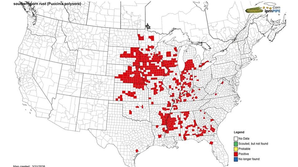 What does southern rust look like for 2026? - NewsBreak