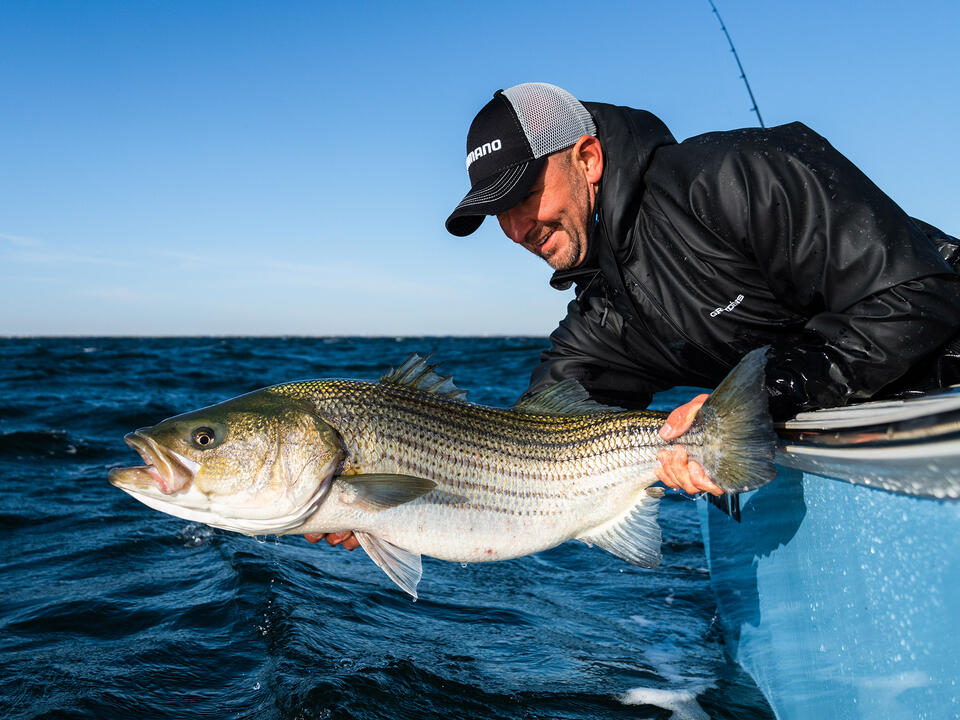 Striped Bass Closures Pending for 2026 - NewsBreak