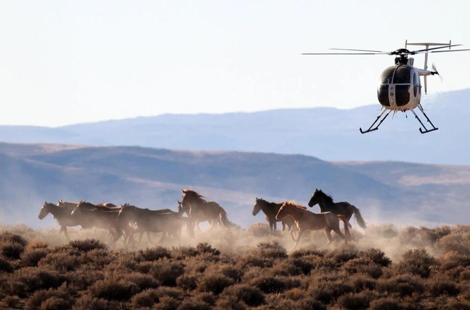 The biggest advocate for slaughtering America’s wild horses might surprise you