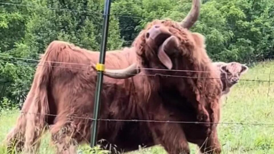 Cow Shows Off Silly Hack For Giving Yourself The Best Scratches ...