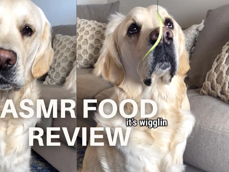 Golden retriever 2024 food review