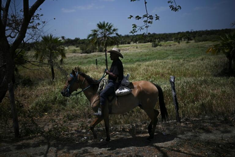 Grabbing the bull by the tail: Venezuela's cowboy sport - NewsBreak