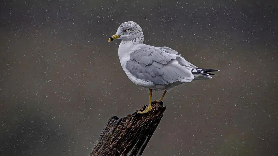 Photo of gull taken in Naperville wins monthly photo contest