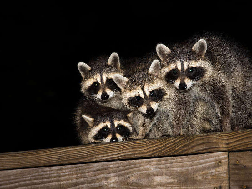 Where Do Raccoons Go During the Day?