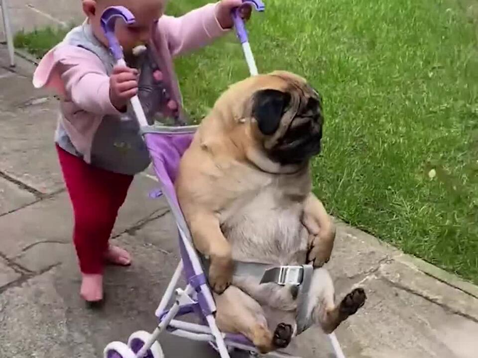 Funny Little Girl Takes Her Pug On A Stroll