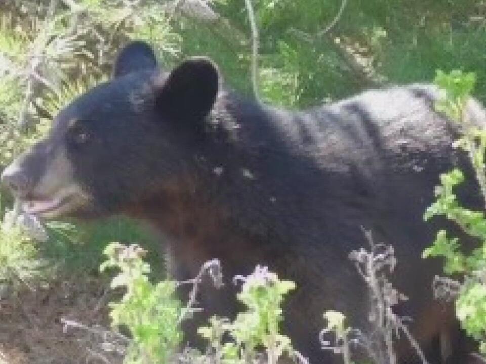 Bear sighting in Maine community sparks conversation