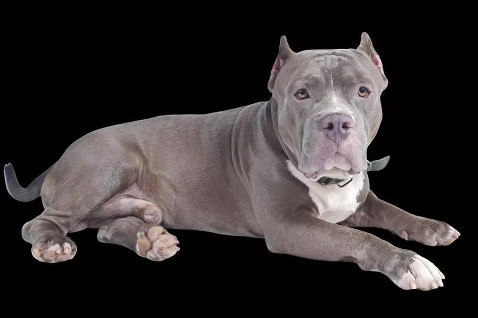 Michigan Vet Found Guilty of Stealing Dog from Homeless Man - NewsBreak