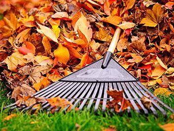 Geneva Announces Curbside Leaf Collection Schedule - NewsBreak