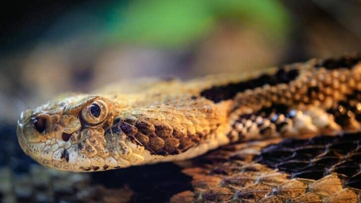 16 Startling Facts About Rattlesnakes - NewsBreak